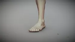 Male Foot 1