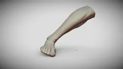 Male Foot 5