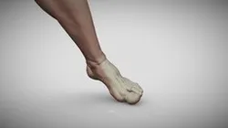 Male Foot 6