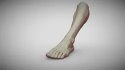 Male Foot 7