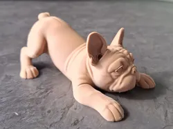 Playful French Bulldog Puppy