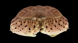 CC0 トラフカラッパ 🦀 Common Box Crab, Calappa lophos