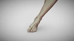 Male Foot 12