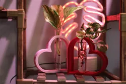 Heart plant propagation vase