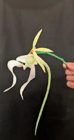 Dendrophylax lindenii (American Ghost Orchid)