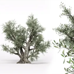 olive tree