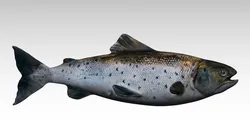 salmon fish
