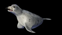 seal animal