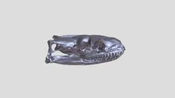 Skull of Python regius (ball python)