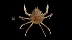CC0 コシマガニ 🦀 Edwards' Spider Crab, L. edwardsii