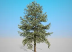 conifer tree 001