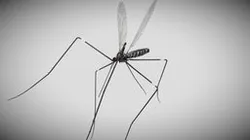 Mosquito animated