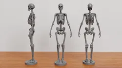 skeleton