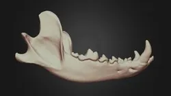 Canis lupus (Grey Wolf) Mandible