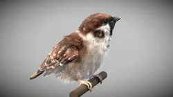 Eurasian Tree Sparrow