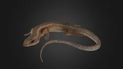Lizard: Bolton Museum Collection