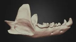 Lontra canadensis (Otter)  Mandible