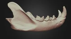 Lynx canadensis (Canada Lynx) Mandible