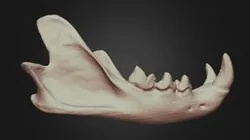 Lynx rufus (Bobcat) Mandible