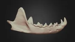 Martes americana (American Marten) Mandible