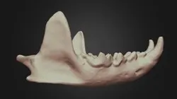 Neovison vison (American Mink) Mandible
