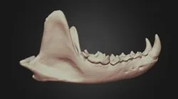 Pekania pennanti (Fisher) Mandible