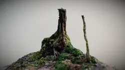 Tree trunk