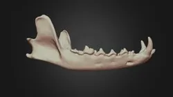 Vulpes vulpes (Red Fox) Mandible