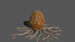 Xenomorph Egg, from the alien movies