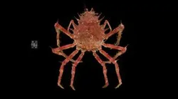 CC0 ケアシガニ 🦀 ♀, Maja spinigera