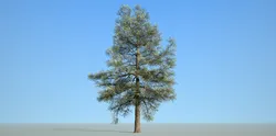 conifer tree 002