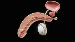 Male Reproductive System