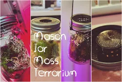 Mason Jar Terrarium Lid