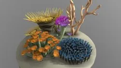 Rugose corals