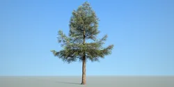 conifer tree 003