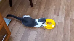 Toy for cat игрушка для кошки