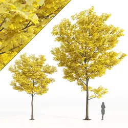 Yellow leaf autumn tree plant v06