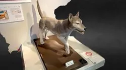 飛ノ台史跡公園博物館展示の日本犬