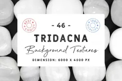 46 tridacna background textures CG Textures in Rock 354358