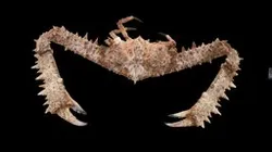 CC0 ヒシガニ 🦀 Elbow Crab, Parthenope validus