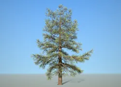 conifer tree 004