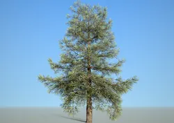 conifer tree 005