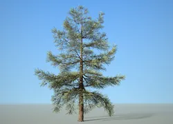 conifer tree 005