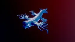 Day16_Sea-creature (glaucus atlanticus)