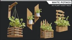 Indoor Plants with Pots: White Pothos
