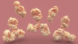 Antibody