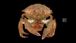 CC0 カイカムリ 🦀 ♀ Japanese Sponge Crab, L. dehaani