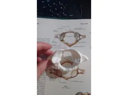 Columna  Cervical