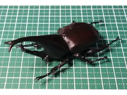 Xylotrupes gideon