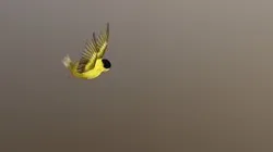 birdfly